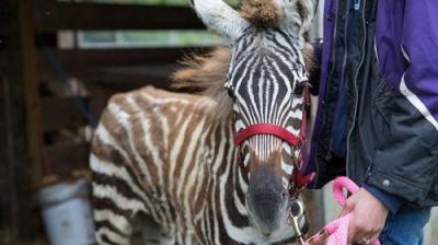 The Incredible Dr. Pol