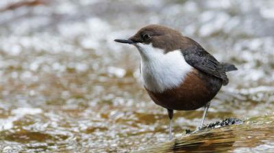 Springwatch
