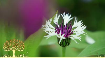 Gardeners' World