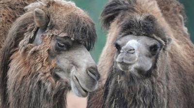The Secret Life of the Zoo