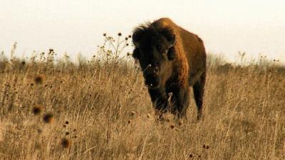 Texas Parks and Wildlife
