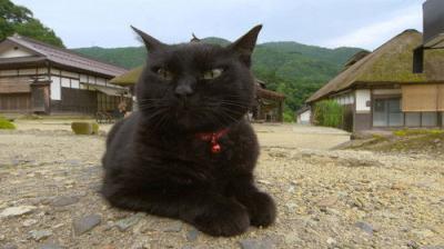 A Cat's-Eye View of Japan