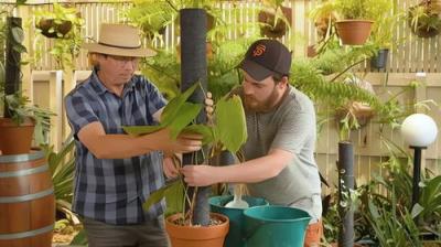 Gardening Australia