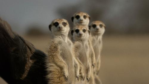 The Secret Lives of Animals filmas žiurėti online