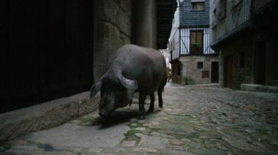 Omnivore