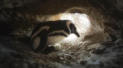 Secrets of the Penguins