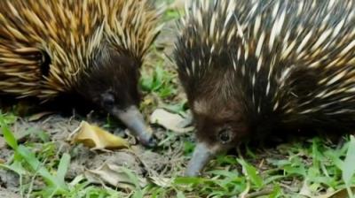 Crikey! It's the Irwins