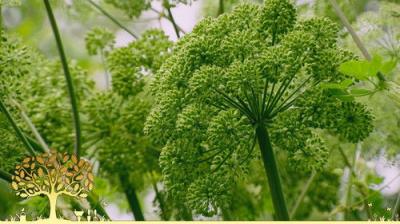Gardeners' World