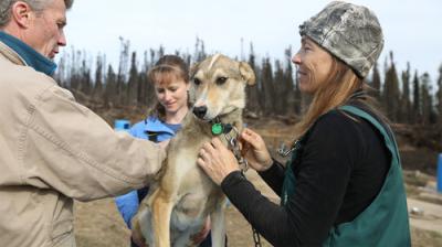 Dr. Oakley, Yukon Vet