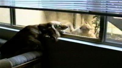 Funniest Pets & People