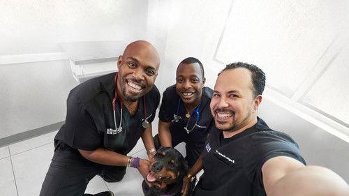 The Vet Life filmas žiurėti online