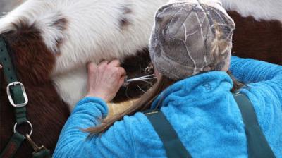 Dr. Oakley, Yukon Vet