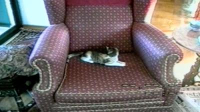 Funniest Pets & People