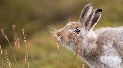 Springwatch