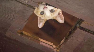 A Cat's-Eye View of Japan