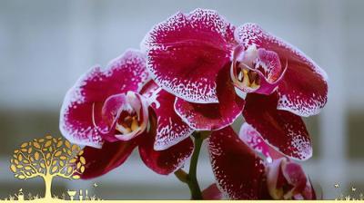 Gardeners' World