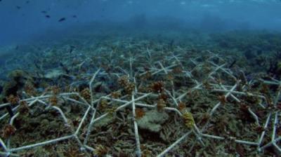 Guardians of the Reef: Saving the Great Barrier Reef