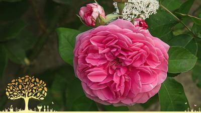 Gardeners' World