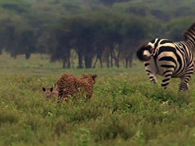 Didžiosios migracijos