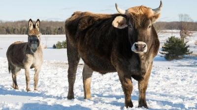 The Incredible Dr. Pol