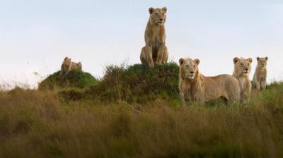 Lion