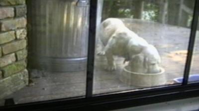 Funniest Pets & People