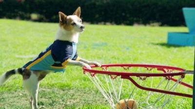 Pup Academy