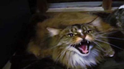 My Cat from Hell