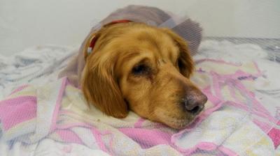 The Supervet: Noel Fitzpatrick