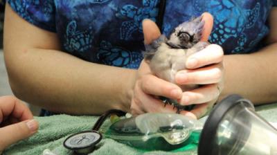 Dr. K's Exotic Animal ER