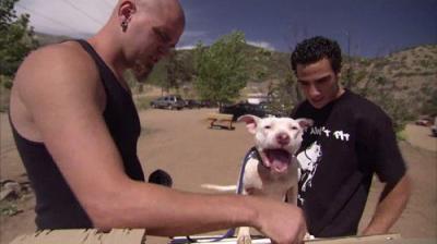 Pit Bulls and Parolees