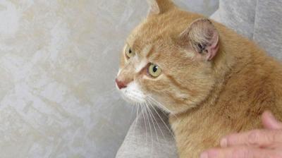 The Incredible Dr. Pol