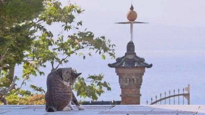 A Cat's-Eye View of Japan