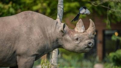 The Secret Life of the Zoo