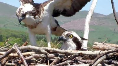 Springwatch