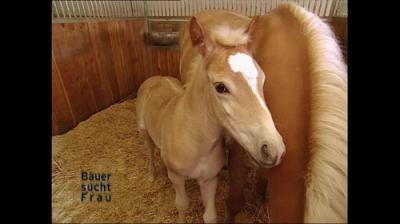 Bauer sucht Frau