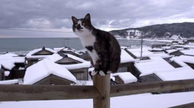 A Cat's-Eye View of Japan