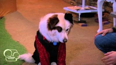 Dog with a Blog