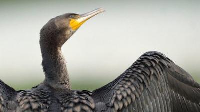 Springwatch