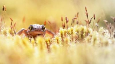 Springwatch