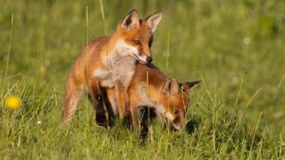 Springwatch