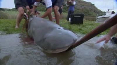 River Monsters