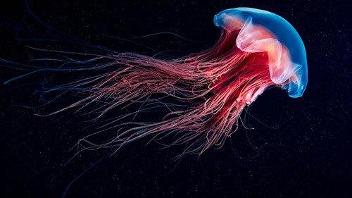La vie en fluo filmas žiurėti online