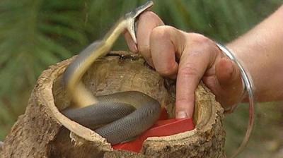 I'm a Celebrity...Get Me Out of Here!