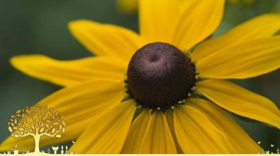 Gardeners' World
