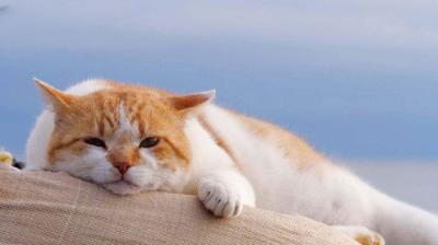 A Cat's-Eye View of Japan