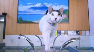 A Cat's-Eye View of Japan