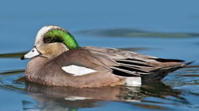 The National Geographic Guide to Birding in North America