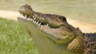 Crikey! It's the Irwins