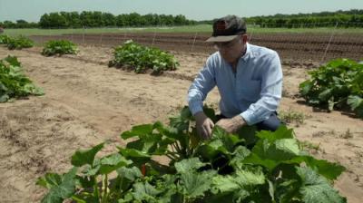 Oklahoma Gardening